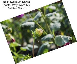 No Flowers On Dahlia Plants: Why Won\'t My Dahlias Bloom