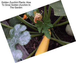Golden Zucchini Plants: How To Grow Golden Zucchini In The Garden