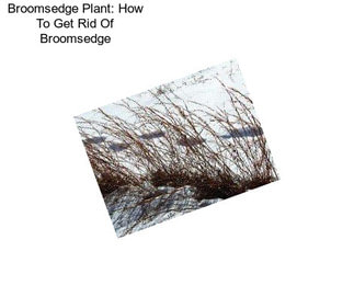 Broomsedge Plant: How To Get Rid Of Broomsedge