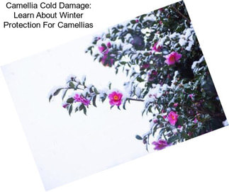 Camellia Cold Damage: Learn About Winter Protection For Camellias