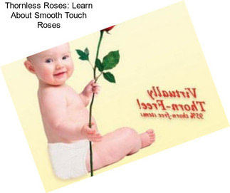 Thornless Roses: Learn About Smooth Touch Roses