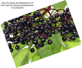 Can You Grow An Elderberry In A Pot: Tips For Growing Elderberries In Containers