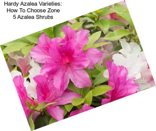 Hardy Azalea Varieties: How To Choose Zone 5 Azalea Shrubs