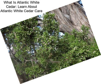 What Is Atlantic White Cedar: Learn About Atlantic White Cedar Care