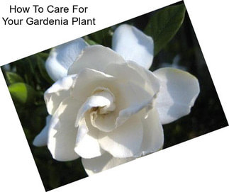 How To Care For Your Gardenia Plant