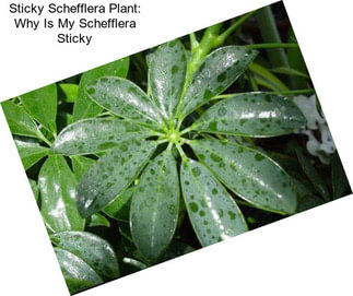 Sticky Schefflera Plant: Why Is My Schefflera Sticky