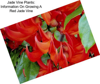 Jade Vine Plants: Information On Growing A Red Jade Vine