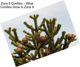 Zone 9 Conifers – What Conifers Grow In Zone 9