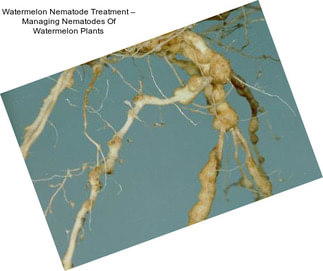 Watermelon Nematode Treatment – Managing Nematodes Of Watermelon Plants