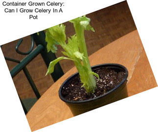 Container Grown Celery: Can I Grow Celery In A Pot