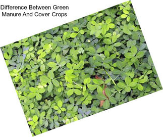Difference Between Green Manure And Cover Crops
