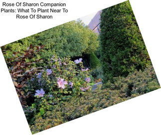 Rose Of Sharon Companion Plants: What To Plant Near To Rose Of Sharon