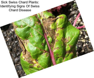 Sick Swiss Chard Plants: Identifying Signs Of Swiss Chard Disease