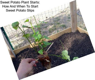 Sweet Potato Plant Starts: How And When To Start Sweet Potato Slips