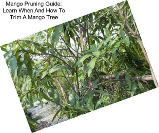 Mango Pruning Guide: Learn When And How To Trim A Mango Tree