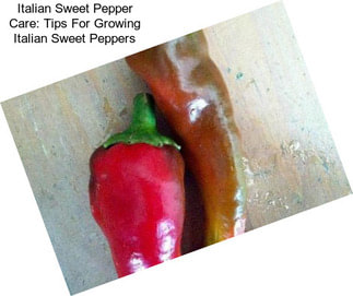 Italian Sweet Pepper Care: Tips For Growing Italian Sweet Peppers