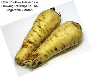 How To Grow Parsnips – Growing Parsnips In The Vegetable Garden