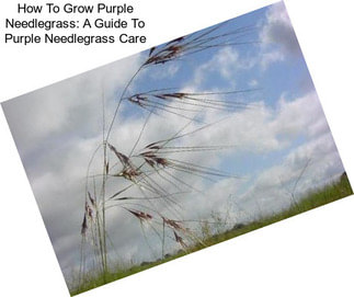 How To Grow Purple Needlegrass: A Guide To Purple Needlegrass Care