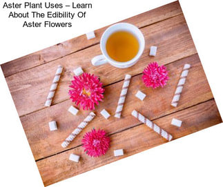 Aster Plant Uses – Learn About The Edibility Of Aster Flowers
