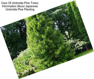 Care Of Umbrella Pine Trees: Information About Japanese Umbrella Pine Planting