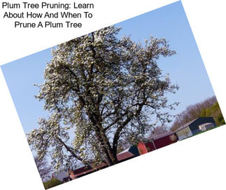 Plum Tree Pruning: Learn About How And When To Prune A Plum Tree