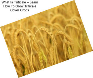 What Is Triticale – Learn How To Grow Triticale Cover Crops