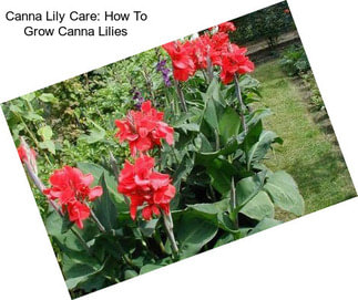 Canna Lily Care: How To Grow Canna Lilies