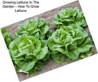 Growing Lettuce In The Garden – How To Grow Lettuce