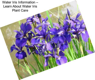 Water Iris Information – Learn About Water Iris Plant Care