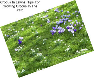 Crocus In Lawns: Tips For Growing Crocus In The Yard