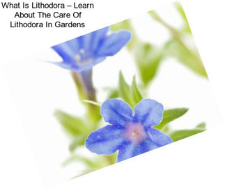 What Is Lithodora – Learn About The Care Of Lithodora In Gardens