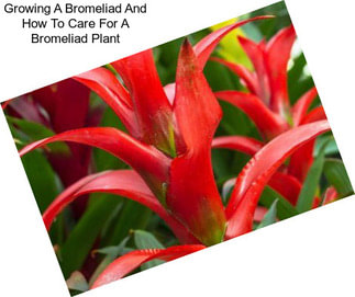 Growing A Bromeliad And How To Care For A Bromeliad Plant