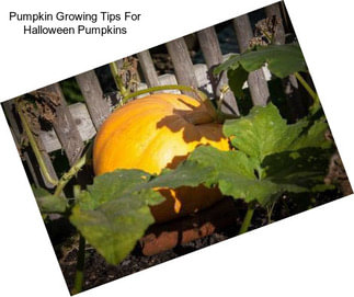 Pumpkin Growing Tips For Halloween Pumpkins