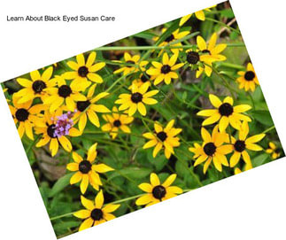 Learn About Black Eyed Susan Care