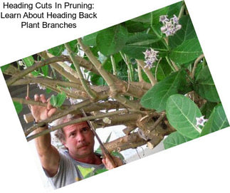 Heading Cuts In Pruning: Learn About Heading Back Plant Branches