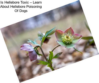 Is Hellebore Toxic – Learn About Hellebore Poisoning Of Dogs