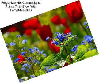 Forget-Me-Not Companions: Plants That Grow With Forget-Me-Nots