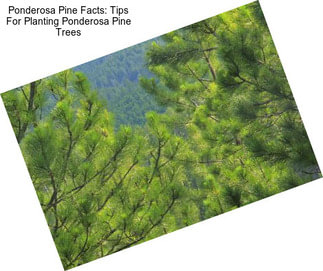 Ponderosa Pine Facts: Tips For Planting Ponderosa Pine Trees