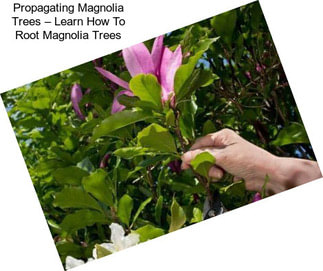 Propagating Magnolia Trees – Learn How To Root Magnolia Trees