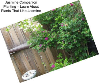 Jasmine Companion Planting – Learn About Plants That Like Jasmine