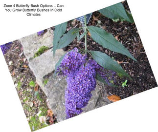 Zone 4 Butterfly Bush Options – Can You Grow Butterfly Bushes In Cold Climates