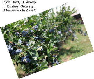 Cold Hardy Blueberry Bushes: Growing Blueberries In Zone 3