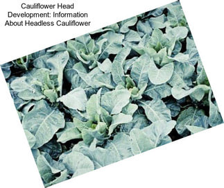Cauliflower Head Development: Information About Headless Cauliflower