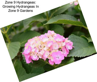 Zone 9 Hydrangeas: Growing Hydrangeas In Zone 9 Gardens