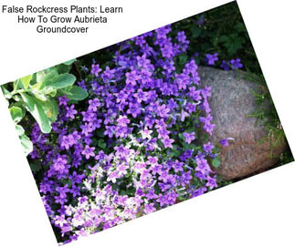 False Rockcress Plants: Learn How To Grow Aubrieta Groundcover