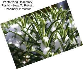 Winterizing Rosemary Plants – How To Protect Rosemary In Winter