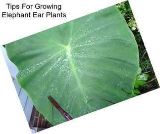 Tips For Growing Elephant Ear Plants