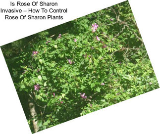 Is Rose Of Sharon Invasive – How To Control Rose Of Sharon Plants