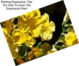 Planting Esperanza: Tips For How To Grow The Esperanza Plant