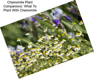 Chamomile Plant Companions: What To Plant With Chamomile
